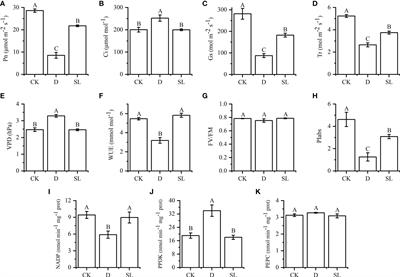 Combined analyses of transcriptome and metabolome reveal the mechanism of exogenous strigolactone regulating the response of elephant grass to drought stress